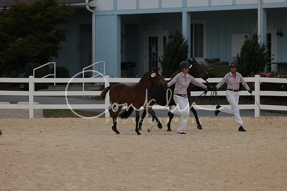HLK_2343
