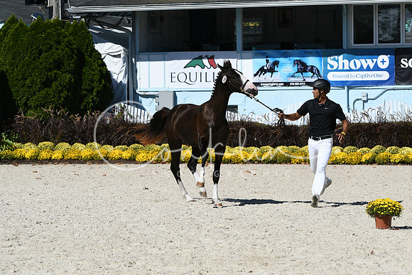 HSM_6675
