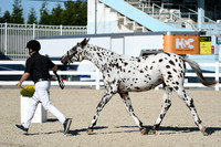 HSM_4395