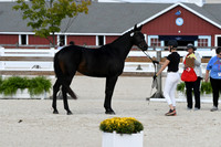 378     Octavia