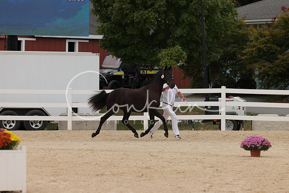 HLK_1267