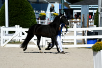 HSM_4554