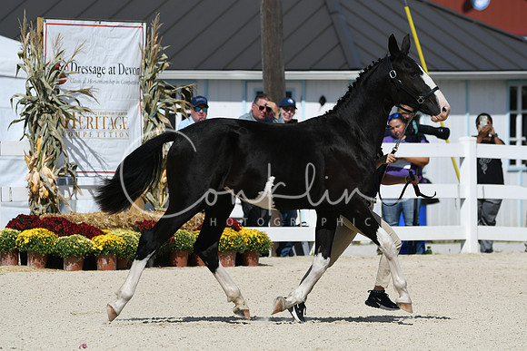 HSM_4937
