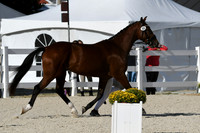 HSM_5339