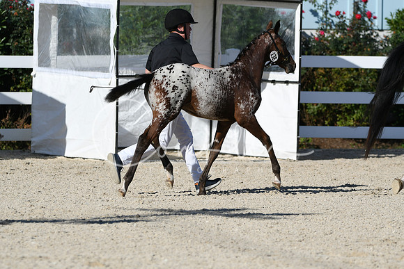 HSM_4383