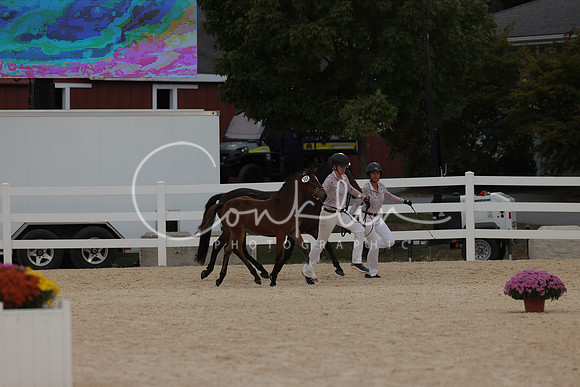 HLK_2337