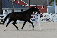 HSM_5302