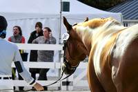 HSM_6437