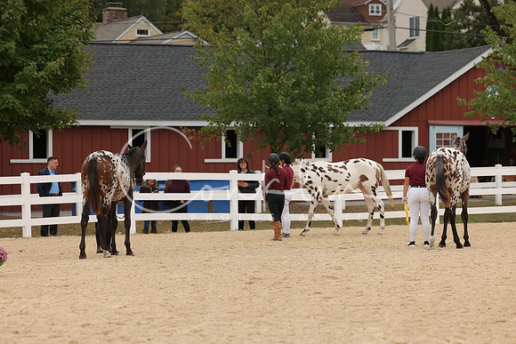 HLK_0423
