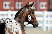 HSM_4389