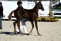 HSM_4432