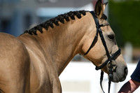 HSM_4654