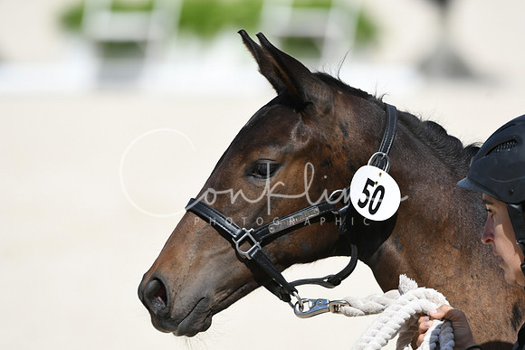 HSM_5019
