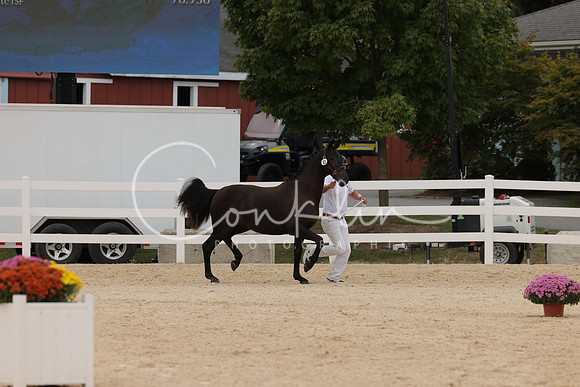 HLK_1266