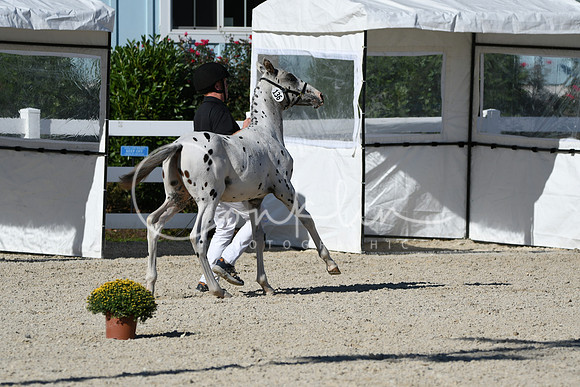 HSM_4440