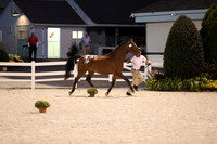 196     Tiara Equine
