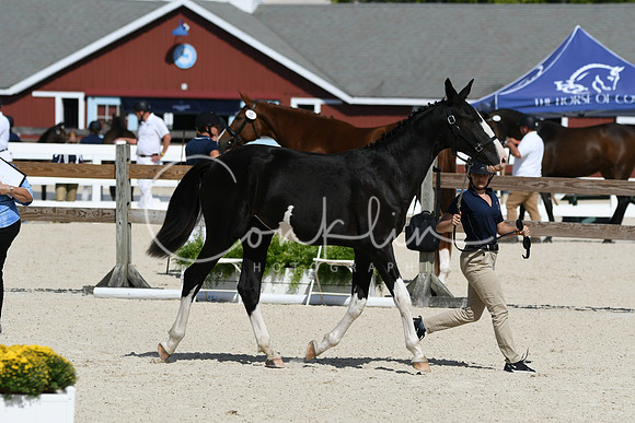 HSM_4941