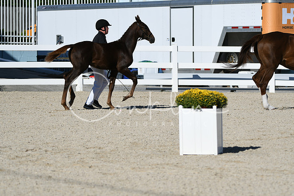 HSM_4428