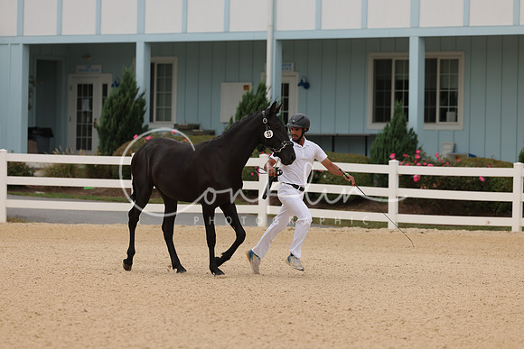 HLK_0439