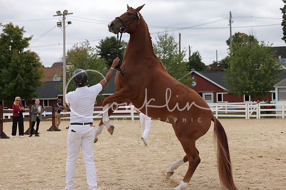 HLK_1389