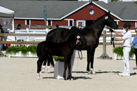 HSM_5196