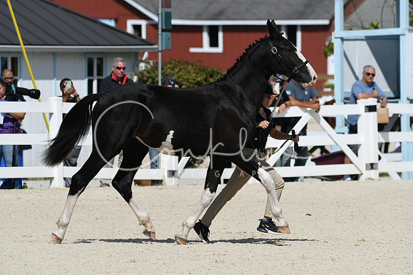 HSM_4938