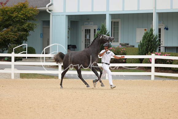 HLK_0170