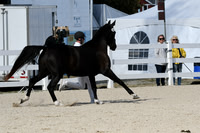 HSM_5203